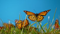 Butterfly Skies