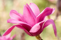 Magnolia Blossom