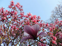 Magnolia Blossom