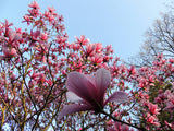 Magnolia Blossom