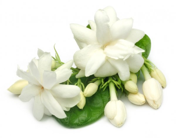 Gardenia and Night-blooming Jasmine Shower Steamer