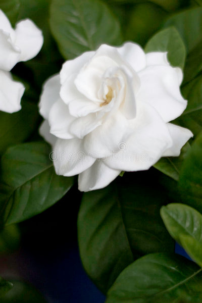 Gardenia Shower Steamer