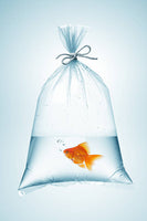 FISHY!!!