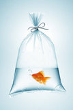 FISHY!!!