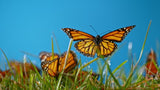 Butterfly Skies