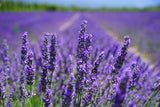 Botanical Lavender